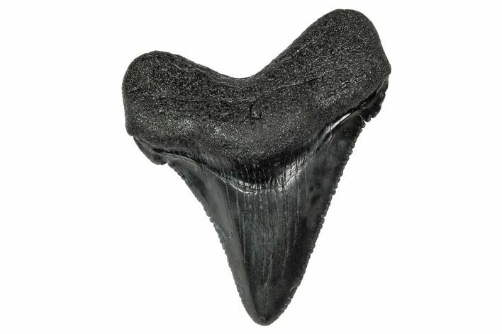 Serrated Angustidens Tooth - Megalodon Ancestor #340370